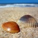 Проверяват постоянно плажовете по морето